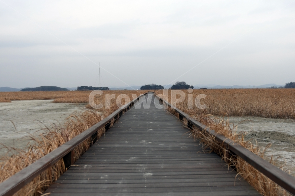 갈대,갈대밭,우음도,겨울갈대,길,풍경,강아지풀,겨울,계절,winter,season,자연,풍경,nature,landscape,한국자연풍경,한국자연경관,korea nature landscape,boardwalk,산책로,bridge,다리,building,건물