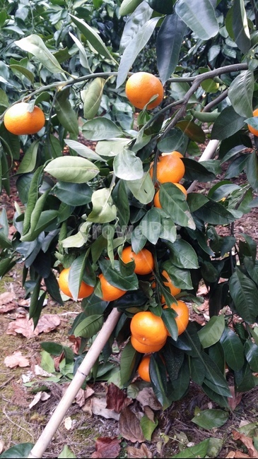 제주감귤,감귤밭,감귤나무,귤,열매,오렌지,fruit,감귤류과일,plant,식물,주황색,citrusfruit,orange,과일,열매,fruit