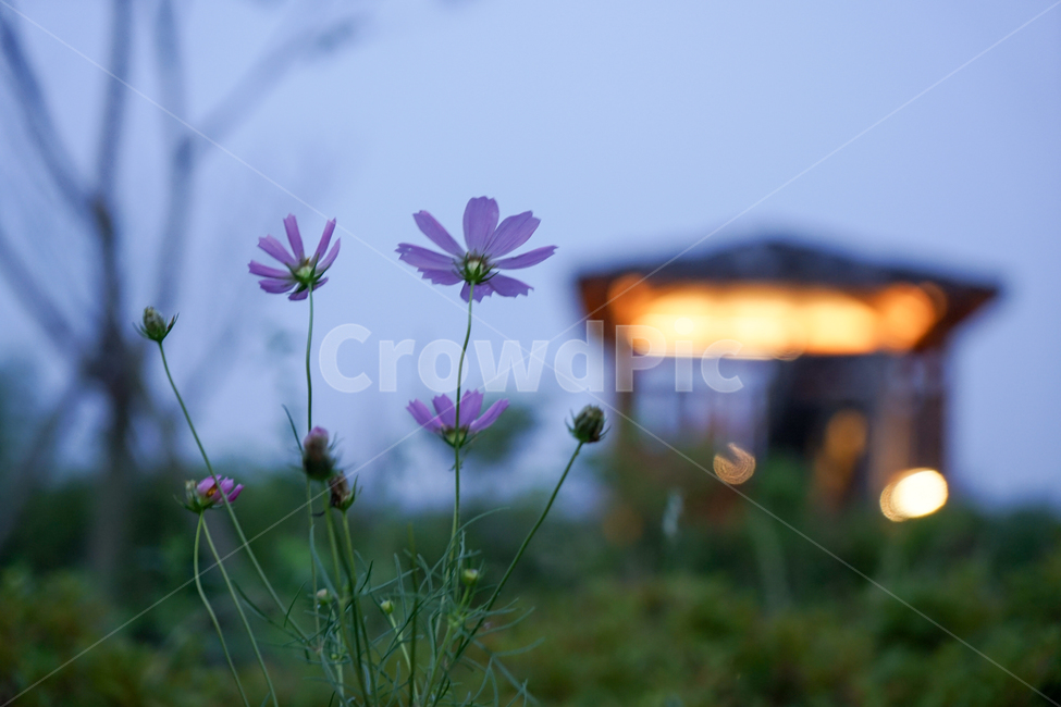 코스모스,가을,조명,정자,공원,풍경,여명,새벽,가을,계절,fall,autumn,season,식물,자연,plants,nature,꽃,flower,plant