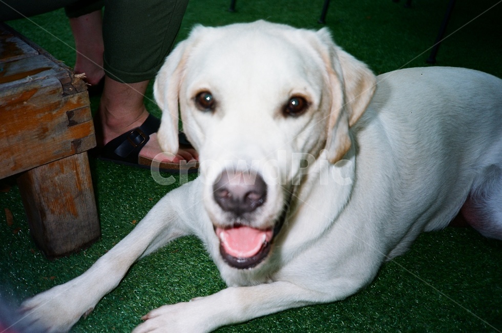 필름,필름사진,강아지,리트리버,대형견,포유류,film,filmphoto,dog,retriever,mammal,동물,animal,포유류,mammal,개,강아지,dog,doggy
