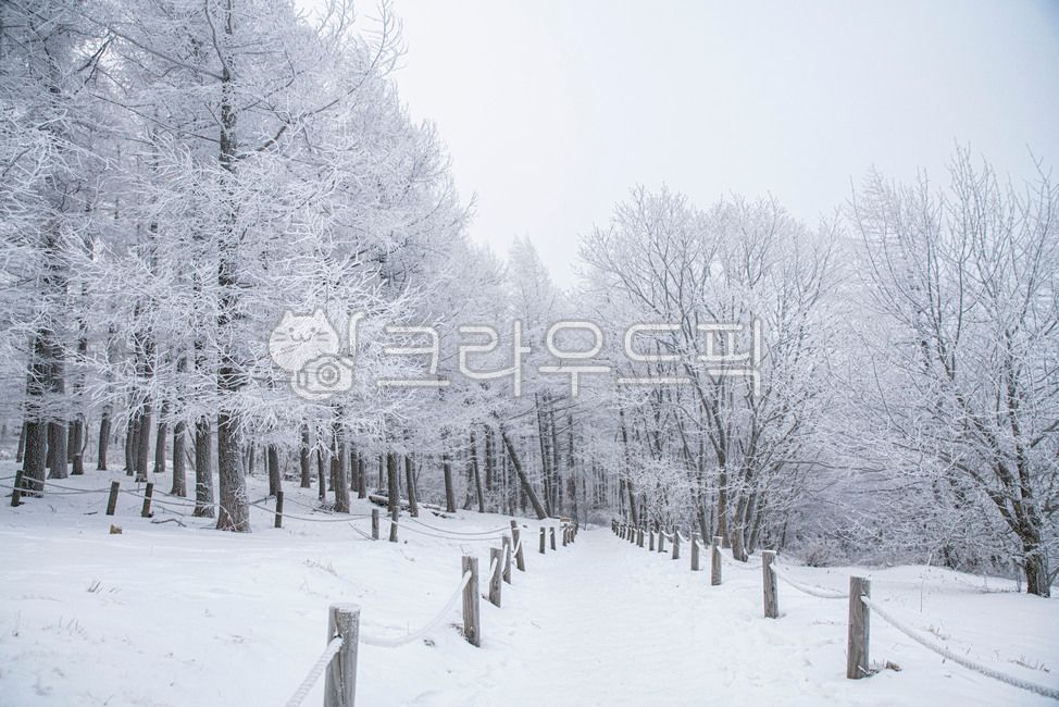 high school,snowflake,forest,winter forest,nature,tree,winter,outdoors,winter mountain,snow,winter landscape