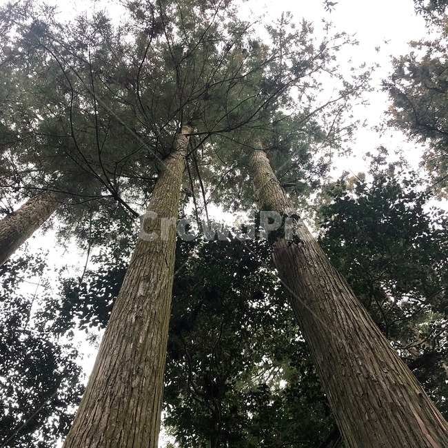 나무,tree,삼나무,삼나무숲,japanesecedar,일본나무,숲,울창,길쭉,일본삼나무,나무,trees,wood
