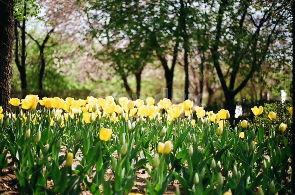 튤립,봄,아날로그,필름사진,서울숲,spring,tulip