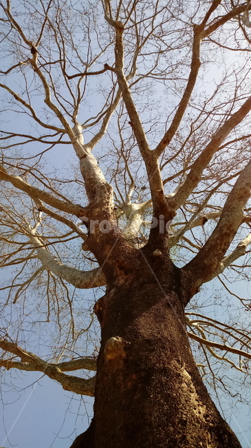 나무,나무가지,나무줄기,큰나무,식물,tree