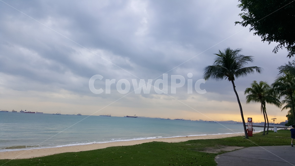 야자수,해안가,beach,tropics,palm,tree,바다,sea