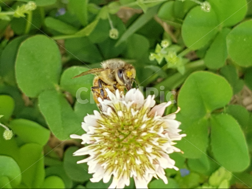 곤충,크로바,꽃,벌,봄,식물,자연,plants,nature,꽃,flower,동물,animal,곤충,벌레,insect,bug