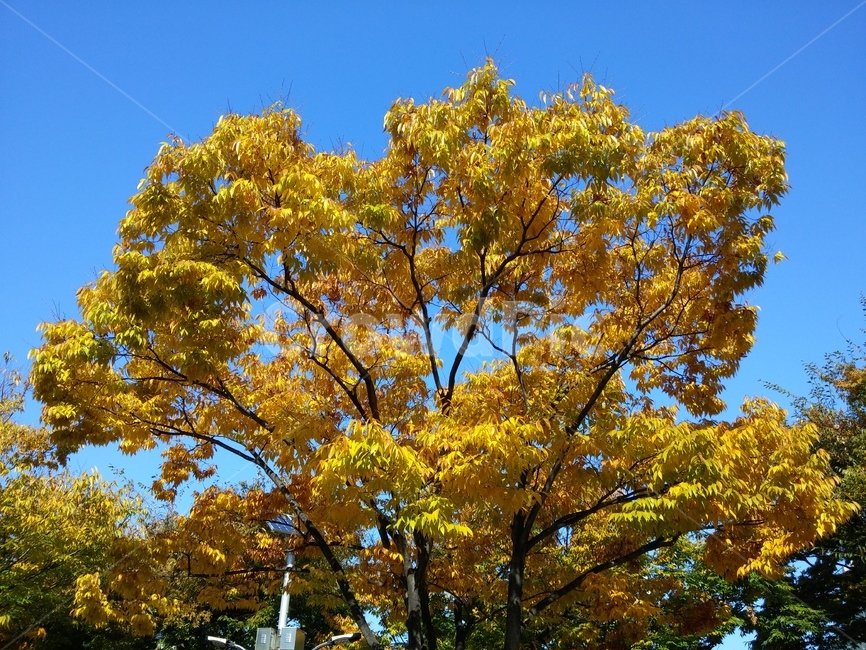tree,나무,plant,식물,나뭇잎,잎,단풍,노란색,하늘,푸른하늘,가을,계절,autumn,fall,가을,계절,fall,autumn,season