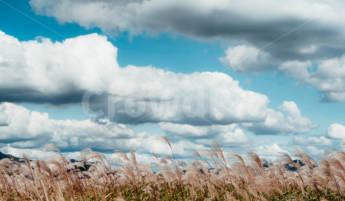 억새,갈대,자연,풍경,하늘,구름,갈대숲,풀숲,하늘공원,공원,자연,풍경,nature,landscape,가을,계절,fall,autumn,season,한국자연풍경,한국자연경관,korea nature landscape,plant,식물,grass,잔디