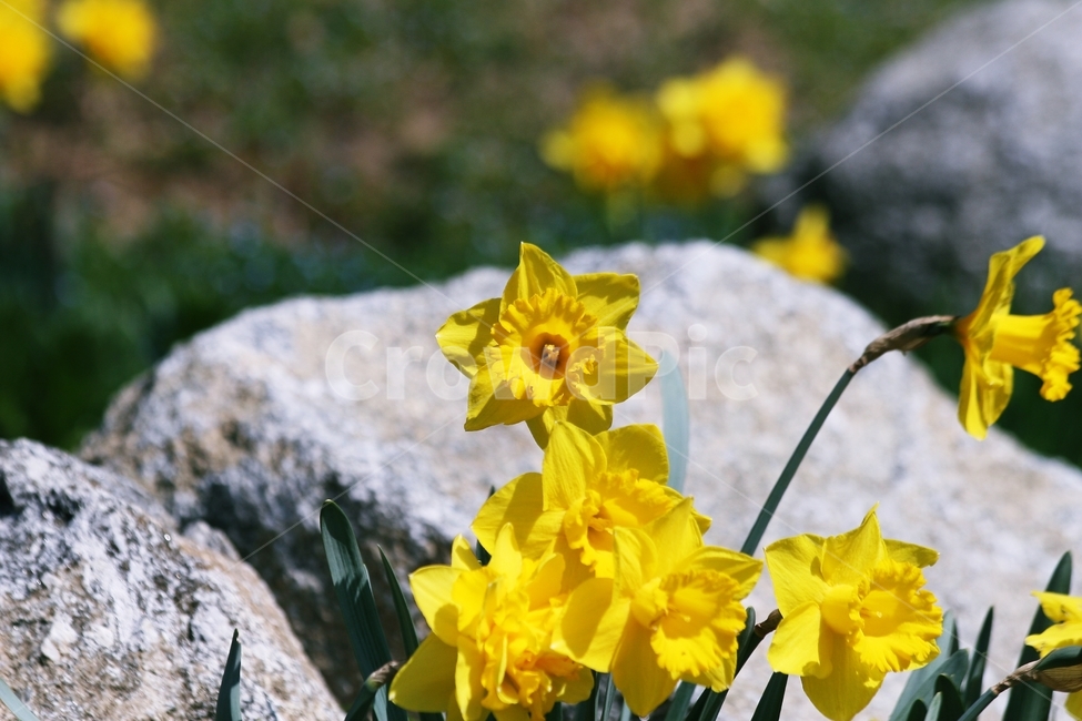 꽃,식물,flower,blossom,plant