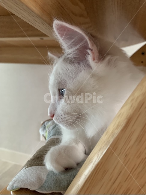 포유류,pet,고양이,animal,동물,cat,랙돌,ragdoll