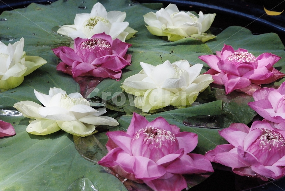 연꽃,연못,꽃,식물,flower,식물,자연,plants,nature,꽃,flower