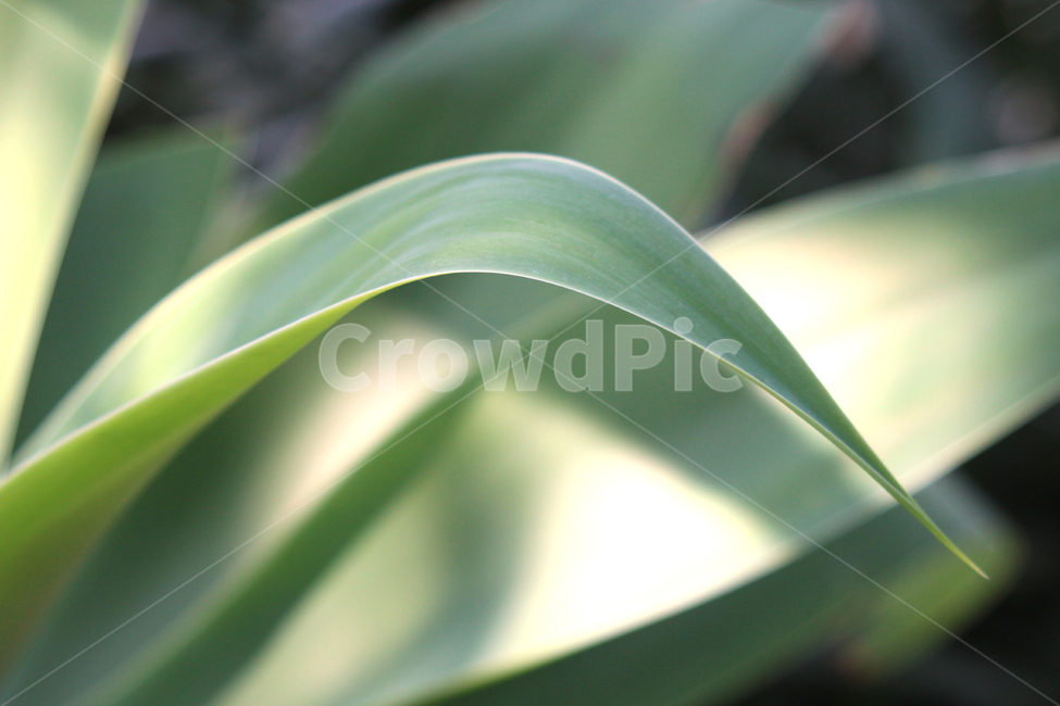 plant,식물,line,선,식물선,plantline,green,greenplant,초록색,초록,연두,나무,나뭇잎,나뭇잎줄기,풀