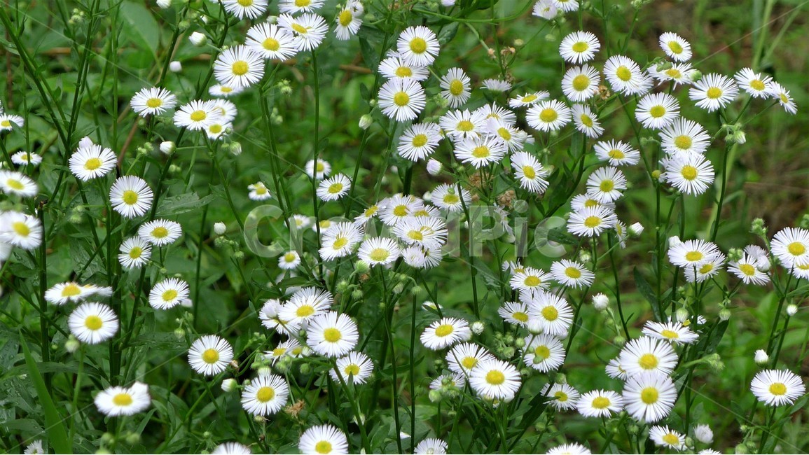 꽃,자연,식물,봄,개망초,식물,자연,plants,nature,꽃,flower