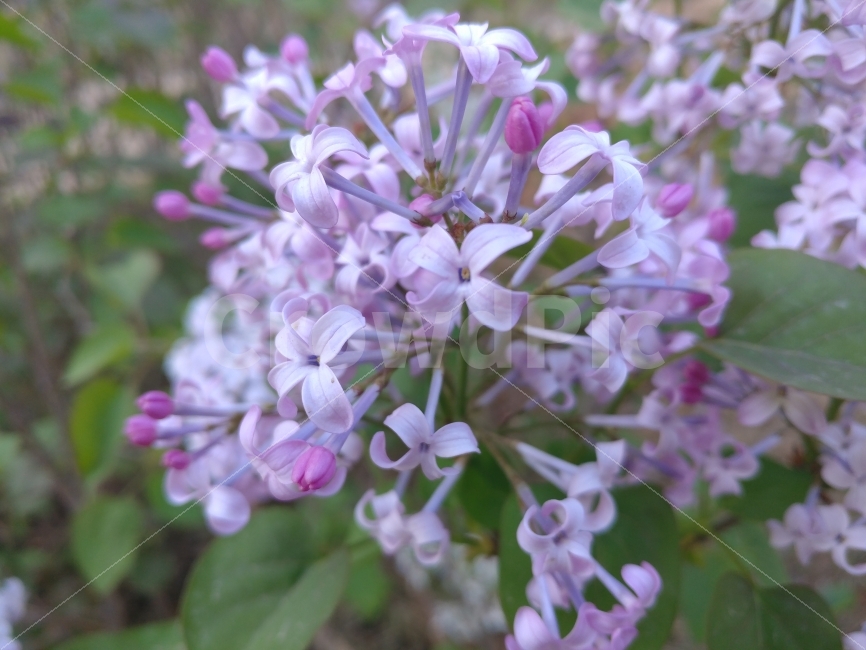 꽃,식물,보라색,예쁜,핑크,식물,자연,plants,nature,꽃,flower
