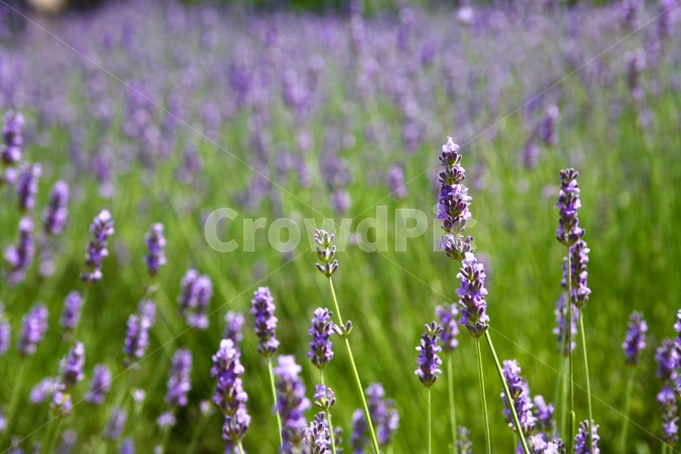 라벤더,허브,lavender,herb,연보라,초록색,식물,자연,plants,nature,꽃,flower