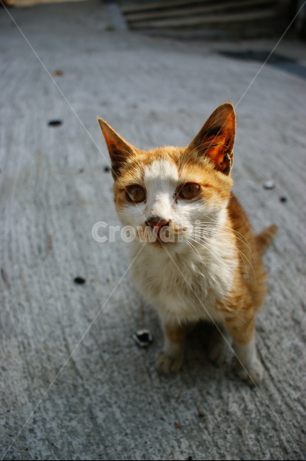 animal,동물,pet,포유류,cat,고양이,길냥이,동물,animal,포유류,mammal,고양이,cat,kitten,kitty
