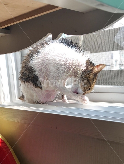 목욕,털말리기,고양이,냥이,코리아숏헤어,동물,animal,포유류,mammal,고양이,cat,kitten,kitty
