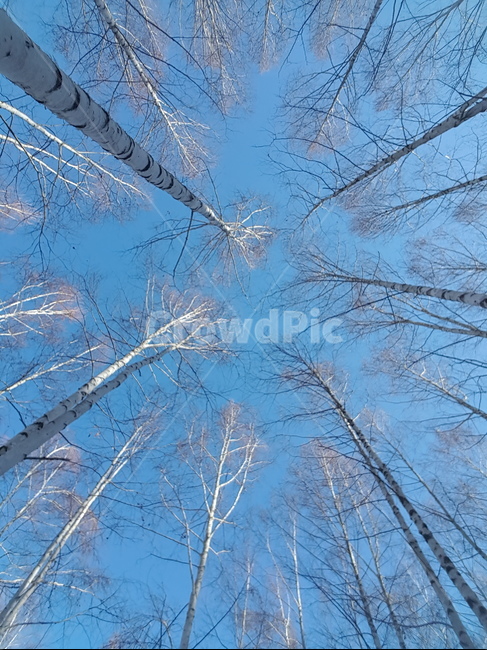 강원도,원대리,자작나무,강원도원대리자작나무,강원도원대리자작나무숲,자연,나무,풍경,겨울,하늘,하늘나무,나무하늘,하얀나무,이쁜나무,감성,감성사진,겨울분위기,자작나무숲,겨울풍경