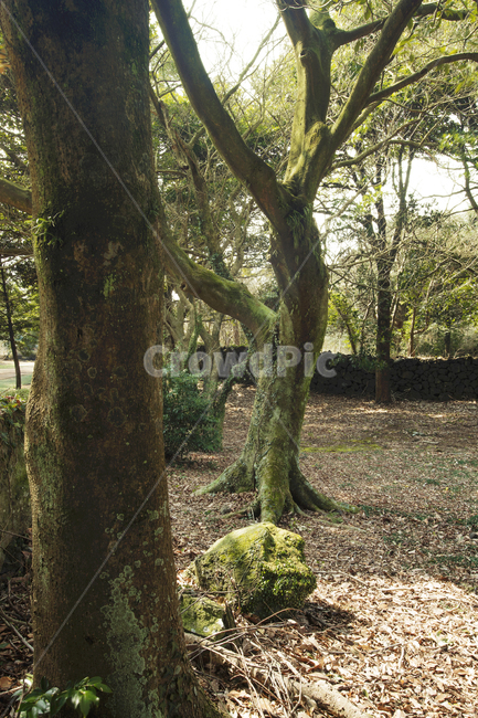 숲,녹색,산책,휴식,감성,plant,식물,tree,나무,treetrunk,나무줄기,이끼,햇살,돌,바위
