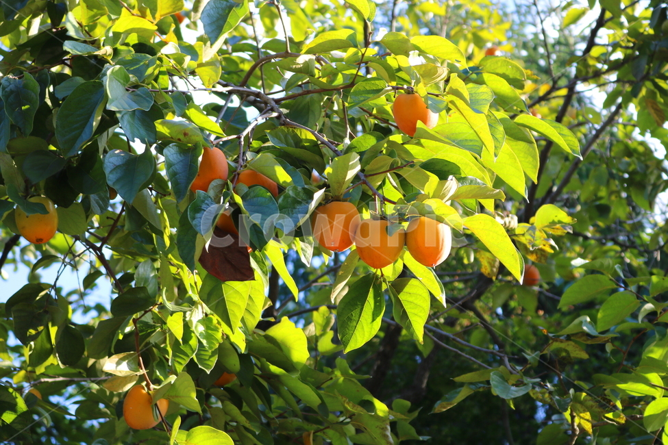 감,감나무,나무,과일,열매,식물,가을,자연,과수원,농사,익은감,과일,열매,fruit