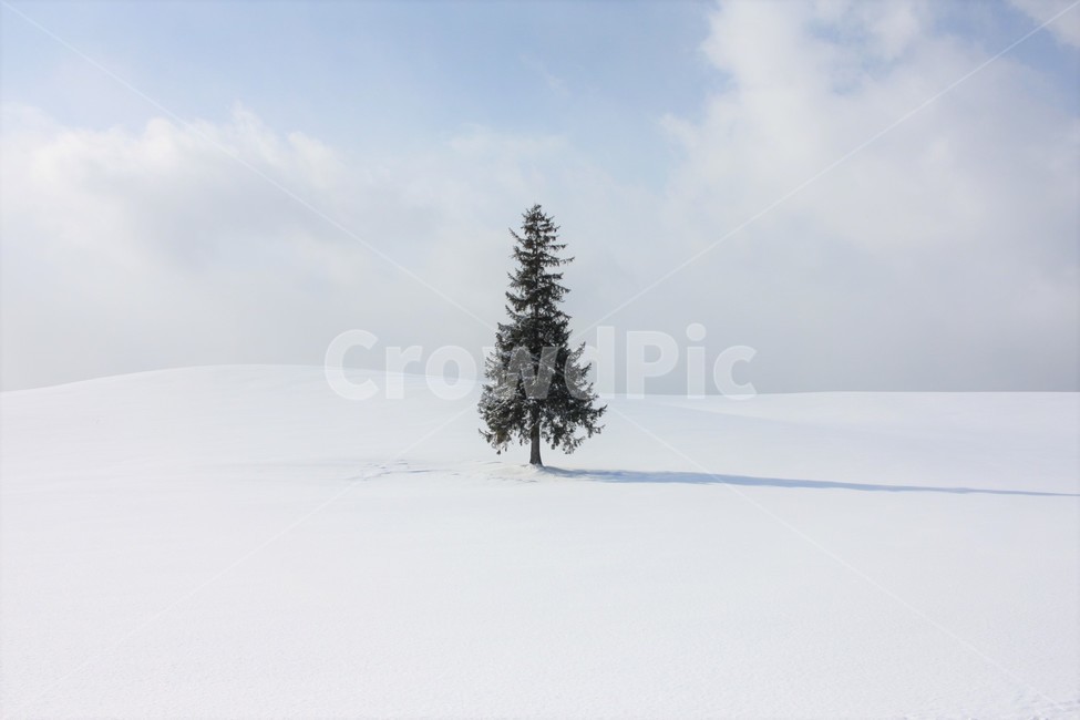 일본,삿포로,비에이,크리스마스트리,감성,눈내린,겨울,계절,winter,season,자연,풍경,nature,landscape,해외,외국,세계,foreign,oversea,world,세계자연풍경,해외자연풍경,외국자연풍경,world nature landscape,tree,나무,plant,식물,fir,전나무,abies,아비