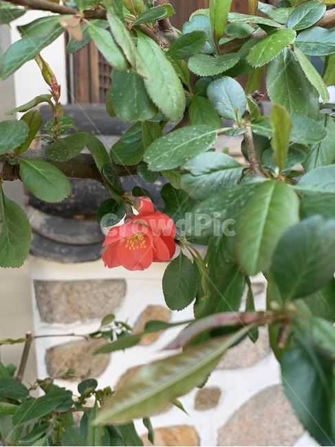 식물,blossom,꽃,flower,plant,한옥,한국전통