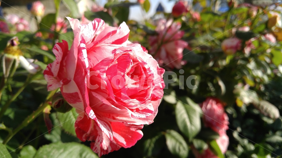 장미,꽃,분홍장미,분홍색,식물,녹색,배경,감성,계절,rose,flower,pinkroses,pink,flant,green,background,emotional,season,outdoors