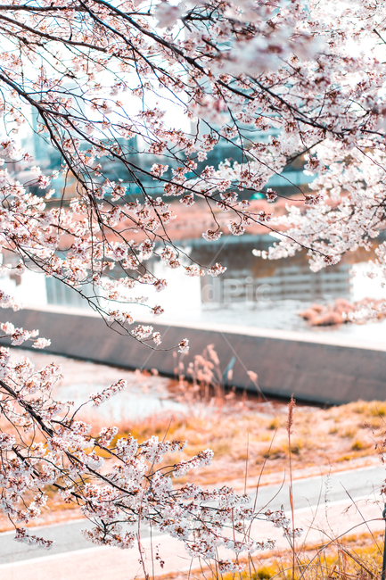 벚꽃,강가,봄꽃,꽃,식물