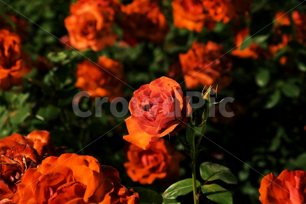 redrose,장미,장미꽃,꽃,flower,밤에피는장미,red,붉은꽃,사랑,정열,백설공주,식물,자연,plants,nature,감성,sensible,feeling,꽃,flower