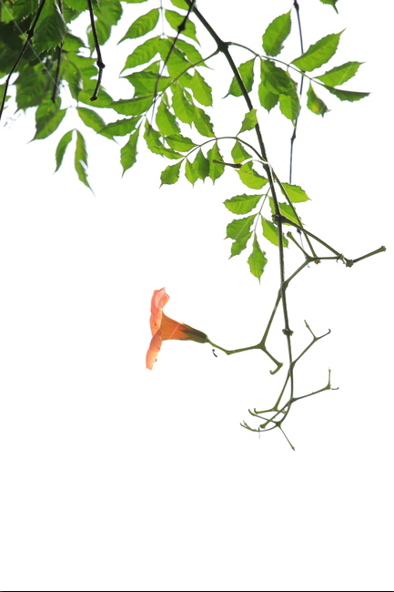 능소화,여름,양반꽃,주황,한강,식물,자연,plants,nature,꽃,flower