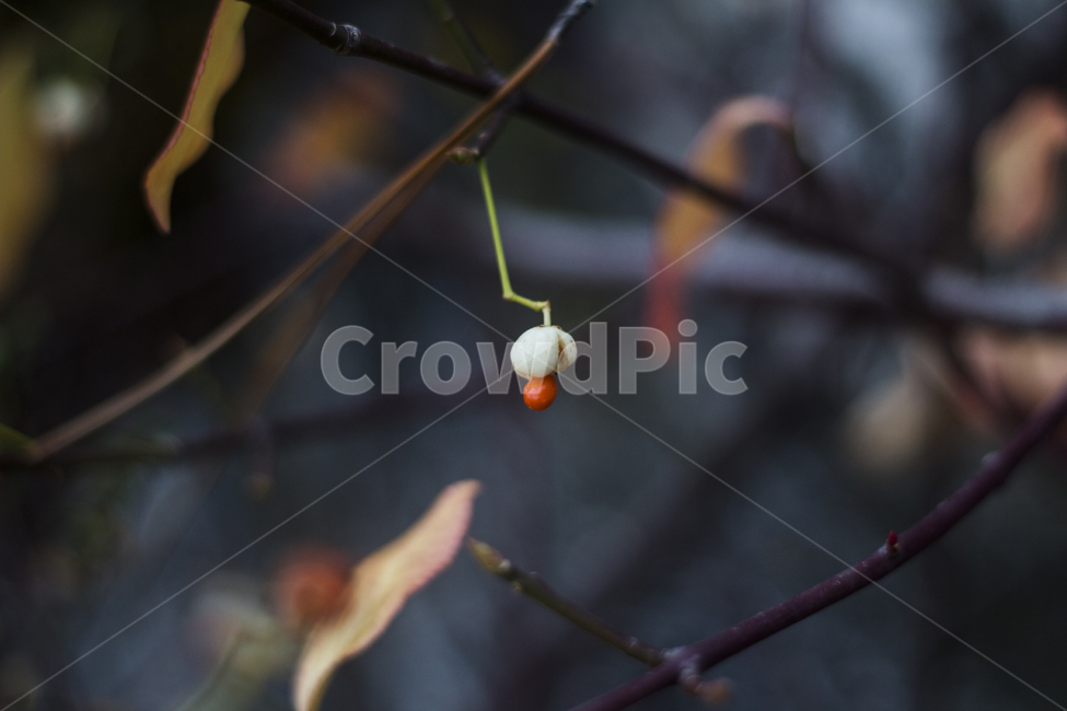 열매,꽃,봉우리,꽃봉우리,발아,식물,자연,plants,nature,과일,열매,fruit