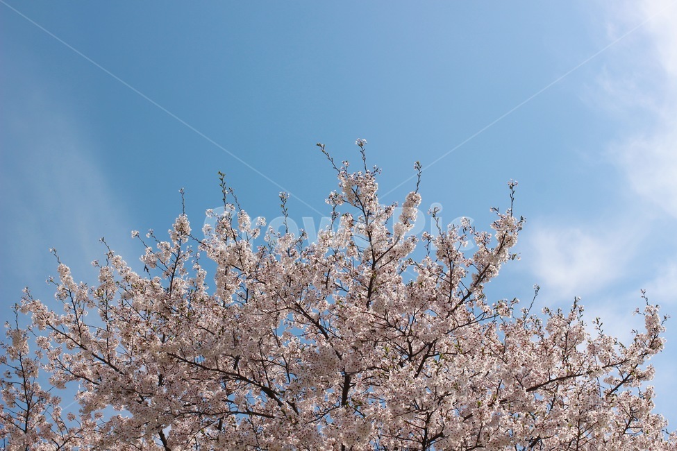 벚꽃,벚꽃잎,벚꽃나무,cherryblossom,blossom,plant,식물,꽃,flower,3월,4월,spring,봄,봄꽃,march,april,봄,계절,spring,season