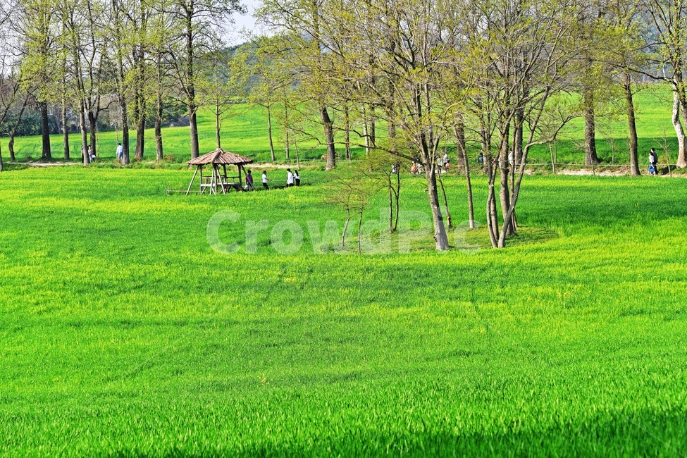 봄꽃,전북,고창,청보리밭,청보리밭축제,축제,정자,outdoors,옥외,nature,자연,계절,경치,경관,풍경,농업,농사,person,사람,human,인간,farm,농장,rural,농촌,meadow,목초지