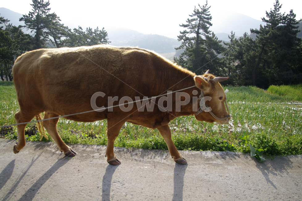 한우,소,animal,동물,나무,동물,animal,포유류,mammal,산업,industry,industrial,목축업,목장,livestock farming,ranching,pasture