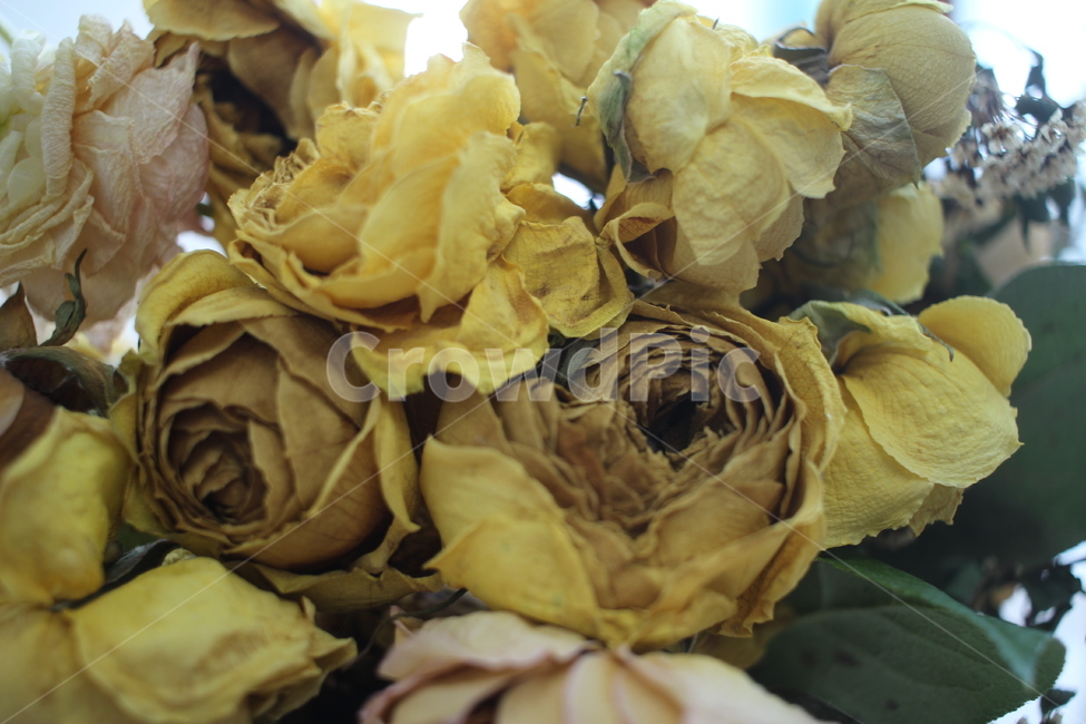 plant,식물,꽃,드라이플라워,장미,rose,flower,꽃다발,노란장미,yellowrose