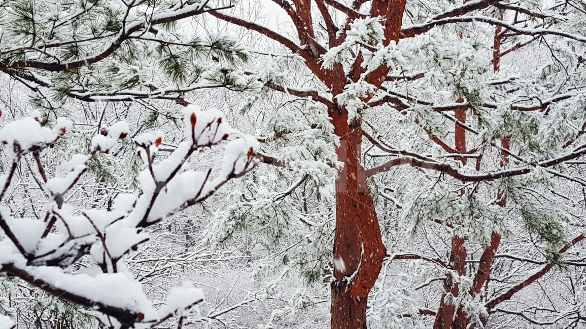 눈,소나무,겨울,눈꽃,첫눈,겨울,계절,winter,season,식물,자연,plants,nature,나무,trees,wood