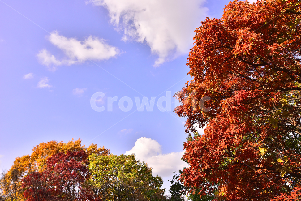 가을,가을풍경,자연,가을배경,fall,autumn,season,가을단풍,nature,단풍나무,maple,outdoors,옥외,배경,바탕,백그라운드,background,시즌,계절,가을분위기,찬란한,colorful,leaf,식물,plant,나무,tree,단풍,잎,청명한,맑은날,구름,푸른하늘,가을,계절,fall,autumn,season,자연,풍경,nature,landscape,한국자연풍경,한국자연경관,korea nature landscape