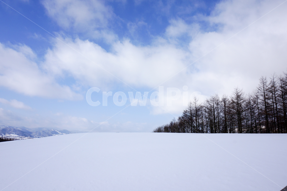 nature,자연,tree,나무,outdoors,옥외,눈,ice,겨울,대관령양떼목장,양떼목장,겨울,계절,winter,season