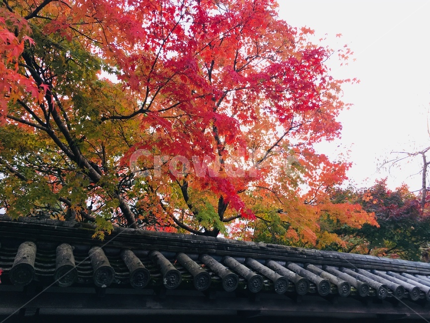 단풍,가을,단풍잎,기와,일본의가을,가을,계절,fall,autumn,season,maple,tree,나무,plant,식물