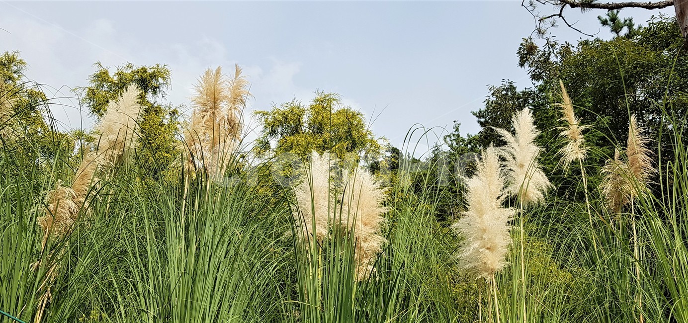 가을,팜파스그라스,나무,자연,식물,외국식물,풍경,자연풍경,green,white,nature,fall,autumn,가을,계절,fall,autumn,season,자연,풍경,nature,landscape,grass,잔디,plant,lawn,reed,갈대