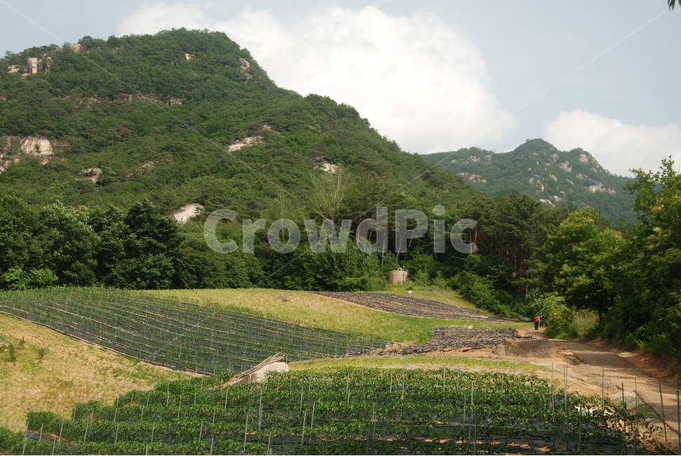 도락산,국립공원,탐방로,여름,자연,휴양림,산업,industry,industrial,농업,농사,agriculture,farming,farming industry