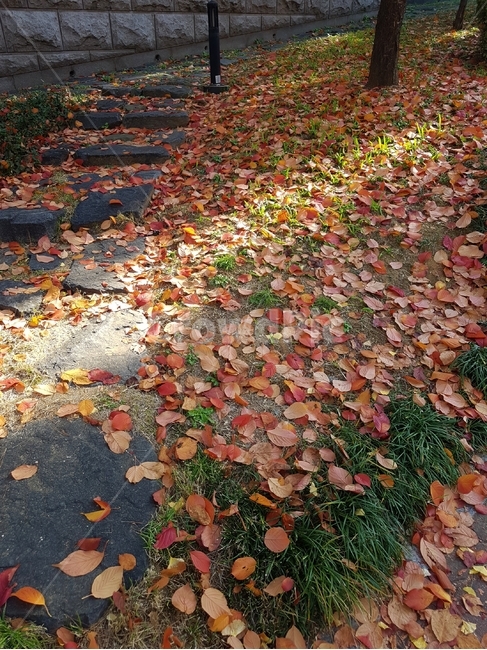 낙엽,가을,걷기,거리,나뭇잎,가을,계절,fall,autumn,season,leaf,잎,plant,식물,ground,바닥,tree,나무