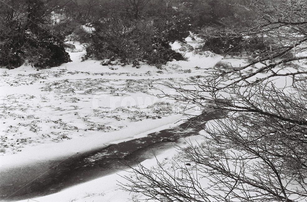 눈,겨울,눈밭,흑백,한라산,설원,흑백사진,필름,필름사진,겨울,계절,winter,season,식물,자연,plants,nature,흑백,모노톤,monochrome,black and white