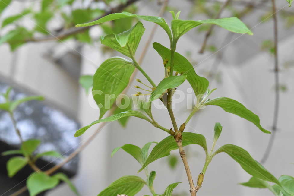 산수유,식물,나무,나뭇가지,나뭇잎,이파리,tree,flower,green,leaves,Corneliancherryflower,식물,자연,plants,nature