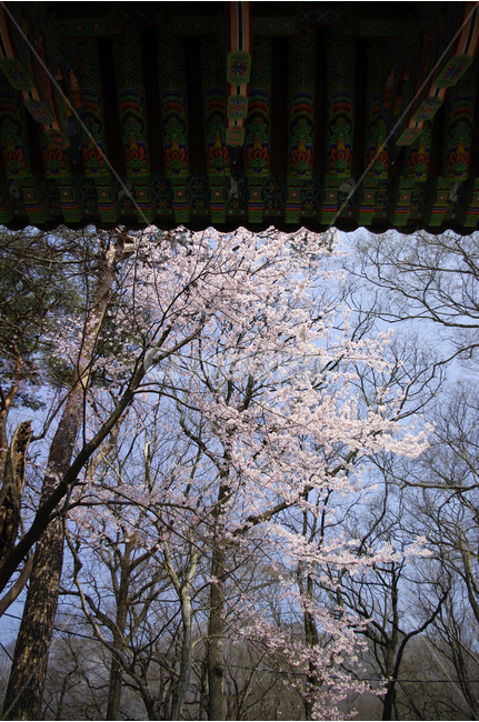 벚나무,나무,벚꽃,봄,지붕,단청,사찰,표충사,봄,계절,spring,season,한국전통,한국문화,korean traditional,korean culture,식물,자연,plants,nature,나무,trees,wood,건축물,건물외관,exterior,building,structure,architecture,construction,plant,tree