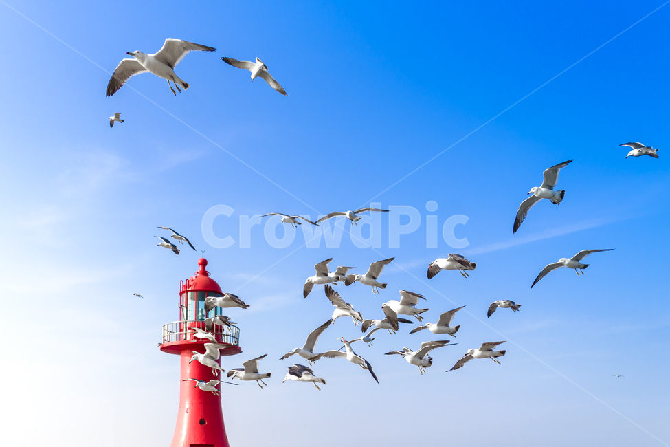 대부도,갈매기,등대,빨간등대,하늘,비행,움직임,새,flying,architecture,building,bird,animal,flock,tower,등대,lighthouse,동물,animal,조류,새,birds,대군,나는