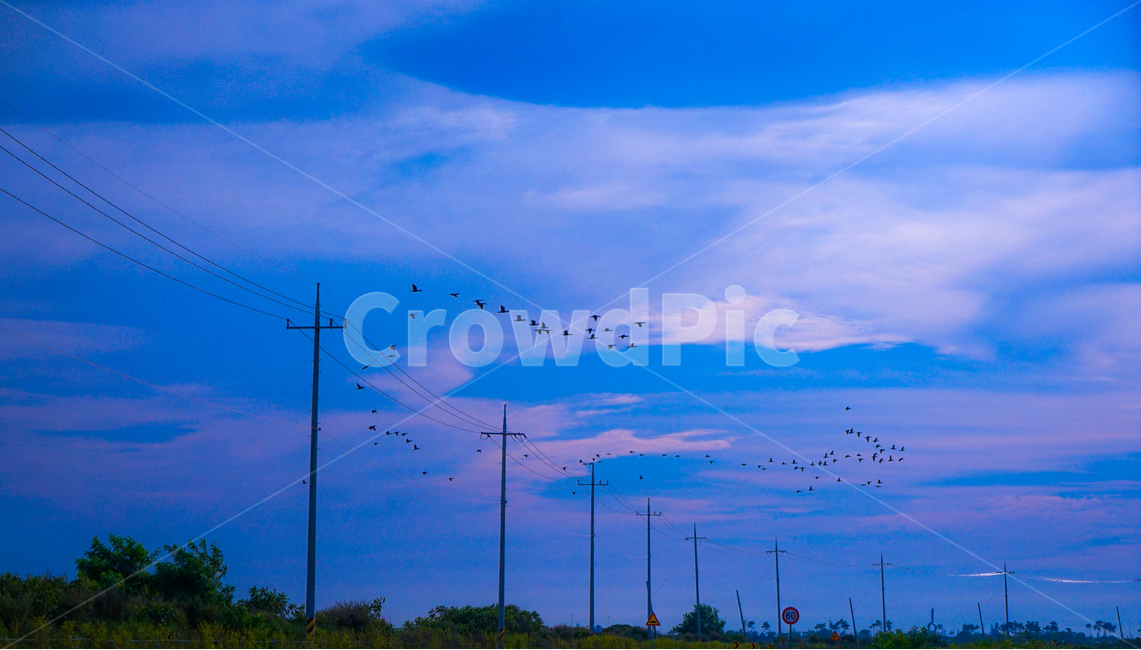 새,새떼,철새,전봇대,하늘,구름,조류,자연,풍경,nature,landscape,동물,animal,조류,새,birds