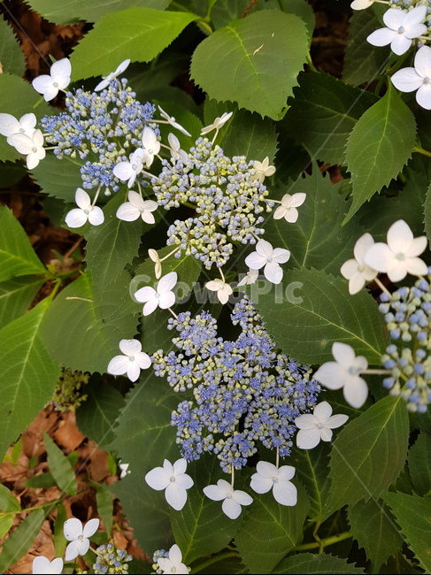 자연,꽃,봄,풀,식물