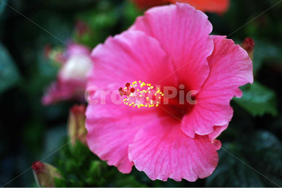 하와이무궁화,부상화,불상화,꽃,화초,flower,식물,관상용,hawaiianhibiscus,식물,자연,plants,nature,꽃,flower