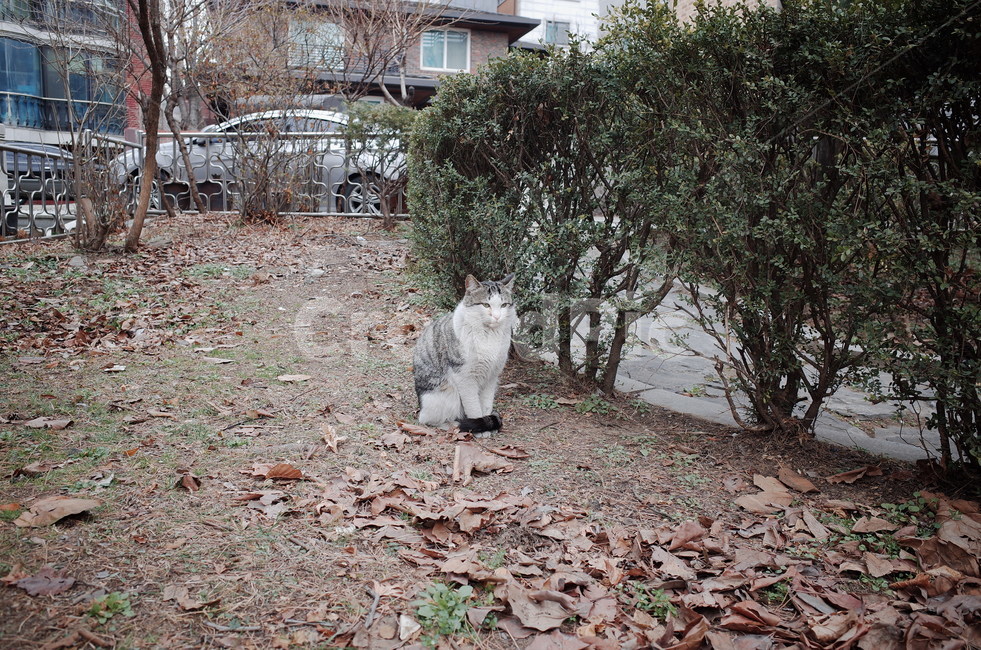 고양이,길냥이,길고양이,cat,streetcat,동물,animal,포유류,mammal,고양이,cat,kitten,kitty